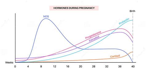 Hormones in pregnancy stock vector. Illustration of value - 292565080