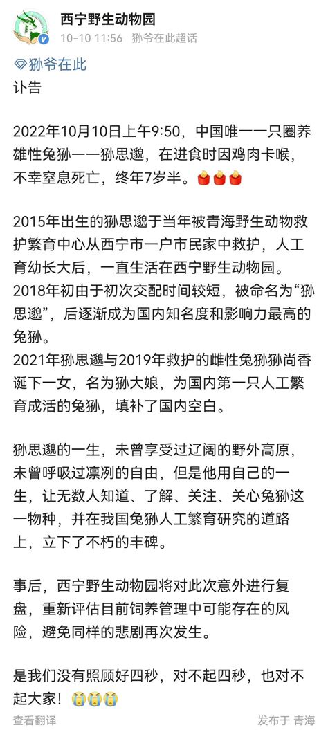 网红兔狲狲思邈意外死亡，终年7岁半 搜狐大视野 搜狐新闻