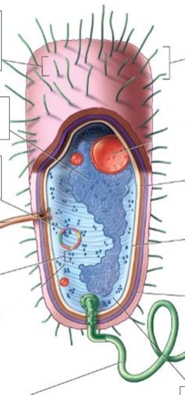 Bacterial Cell Diagram Diagram Quizlet