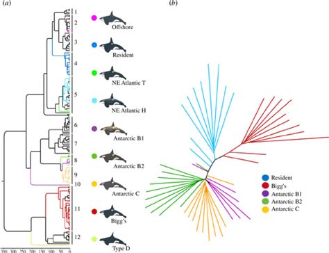 Revised Taxonomy Of Eastern North Pacific Killer Whales Orcinus Orca