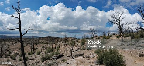 Chiricahua National Monument Forest Fire Area Panorama Stock Photo