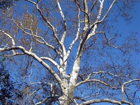 White Tree Of Winter White Oak Tree Bare Tree Plants