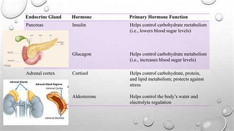 Hormonal cascade system involving hypothalamus | PPT