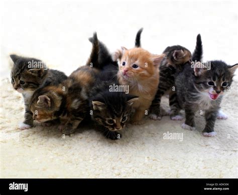 Litter of Six Kittens Stock Photo - Alamy