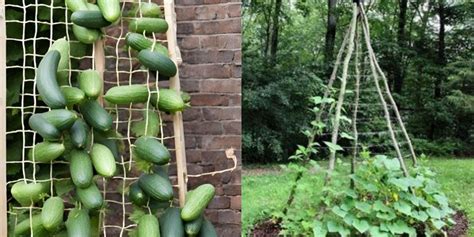 Easy Diy Cucumber Trellis Ideas Natural Garden Tips