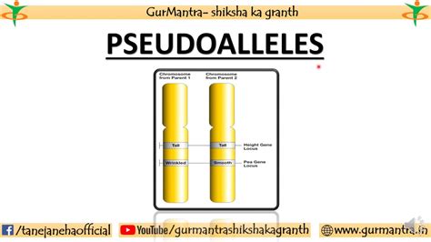 PSEUDOALLELES | CONCEPT OF GENE | GENETICS - YouTube