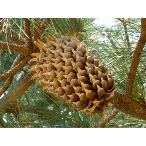 Gigantic Coulter Pine Cones Very Large Decorative Pine Cones Digger