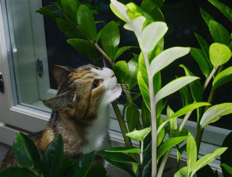 Plantas seguras para gatos quais se podem ter e quais não Vets