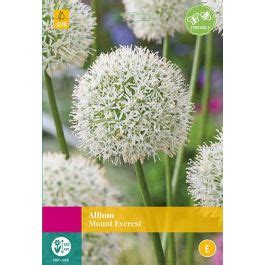 Allium Mount Everest Blumenzwiebeln Jub Zwiebeln Jub