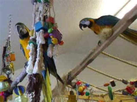 Happy Macaws YouTube