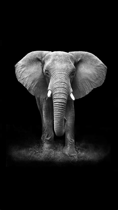 Animal Elephant HD Wallpapers - Wallpaper Cave