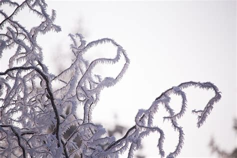 Zweige Frost Kristalle Kostenloses Foto Auf Pixabay