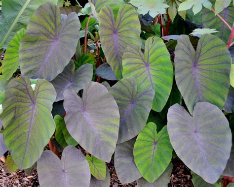 Colocasia Madeira Brians Botanicals