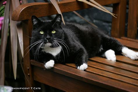 Tough Guy Cat Meet Rocky From The Magnificent 7 Britains Most Famous