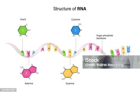 Struktur Der Rna Ribonukleinsäure Stickstoffhaltige Base Und