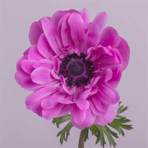 Anemone Full Star Hot Pink The Chaupi Farm