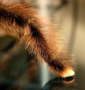 The Anatomy Of Tarantula Paws