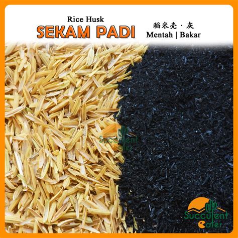 L Sekam Padi Mentah Sekam Padi Bakar Rice Husk Burn Rice Husk Ash