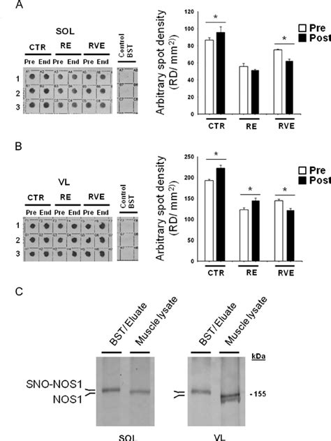 Sno Protein Assay In Human Skeletal Muscle Biopsies A Dot Blots