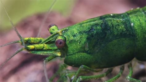 Green Jade Garnele Necaridina Davidi Artenvorstellung YouTube