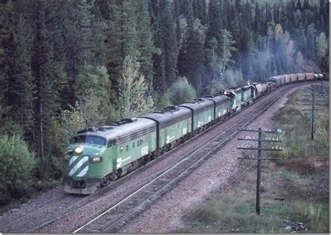 Green Train in Forest