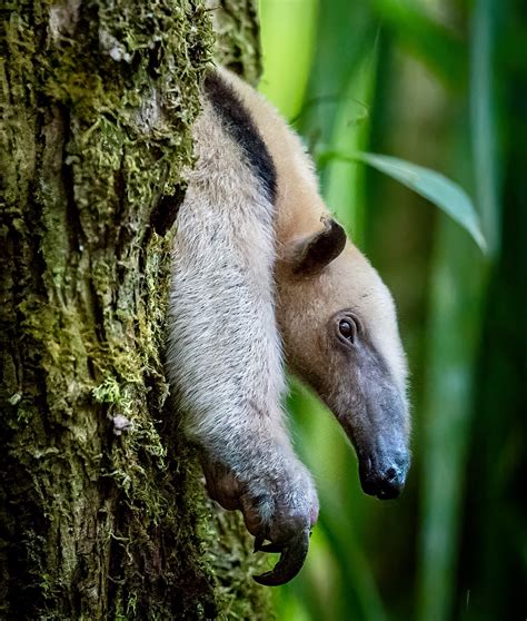 Jim Taylor, Wildlife Photography - Osa Peninsula, Costa Rica