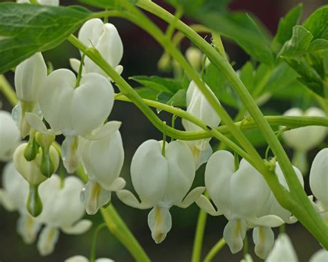 Дицентра великолепная Alba (66 фото) - фото - картинки и рисунки ...