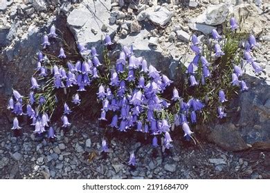 Campanula Cochleariifolia Royalty Free Photos And Stock Images