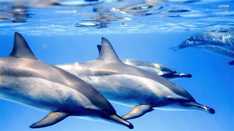 Animated Dolphin Screensavers Wallpaper (46+ images)