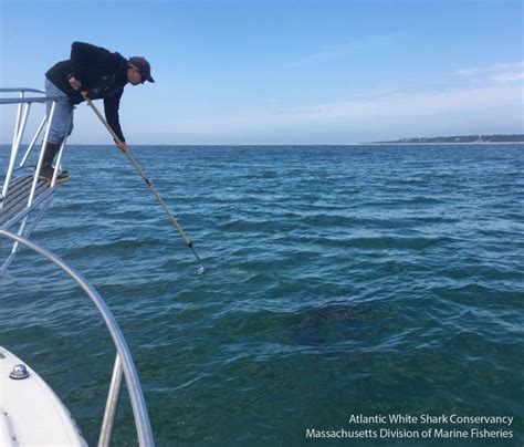 Pumpkin The Great White Shark Feasting In Nova Scotia S Minas Basin Cbc News