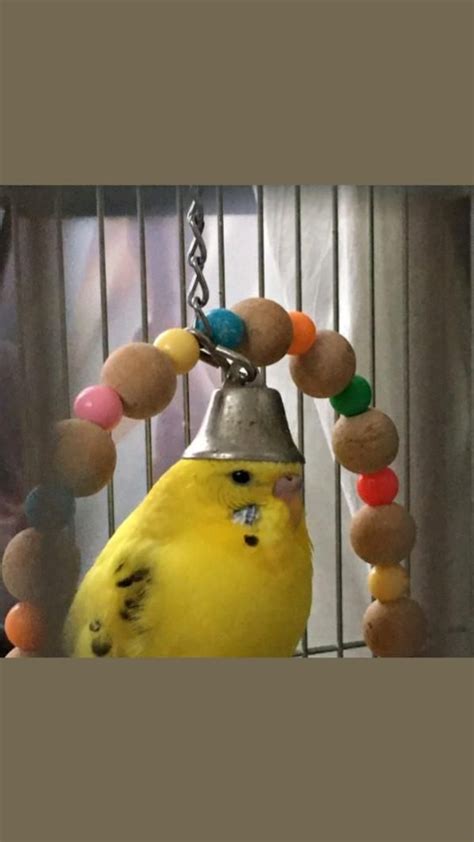 папуга-папугай | Vögel als haustiere, Vogel als haustier, Lustige vögel