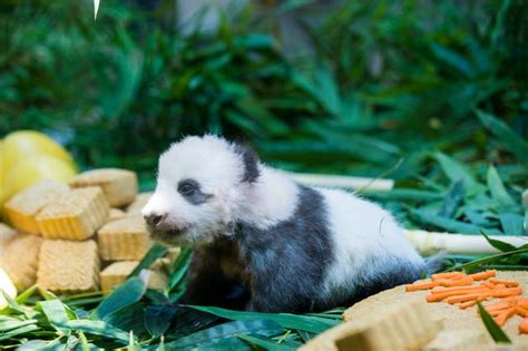 长隆熊猫辣妈出月子 超萌“隆仔”领取“身份证”庆“双节”大粤网腾讯网