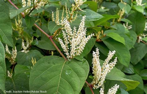 Japanese Knotweed Running ‘rampant In Worcester Cel Solicitors