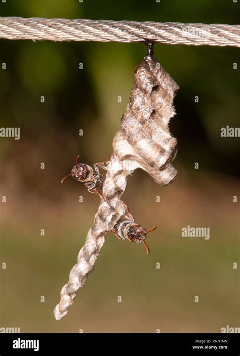 Two Small Brown Paper Wasps Ropalidia Revolutionalis Tending To Their