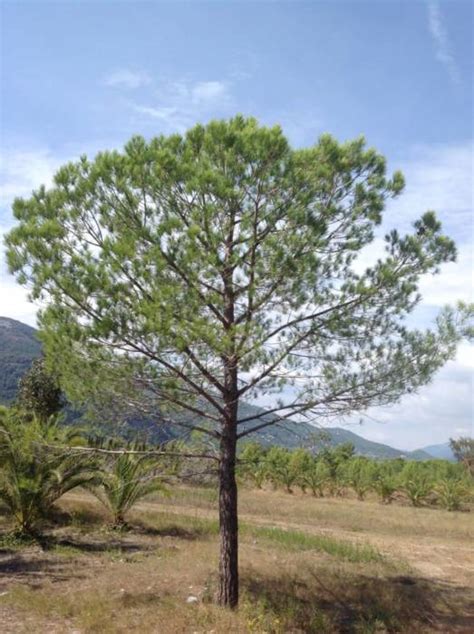 Pin Parasol Pinus Pinea P Pini Re Sainte Marguerite