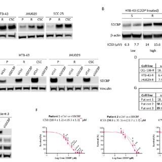 SDCBP Is Involved In Resistance A Western Blot Of SDCBP Expression