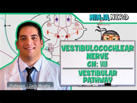 Free Video Neurology Vestibulocochlear Nerve Cranial Nerve VIII