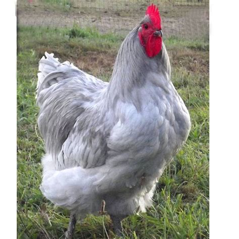 Lavender Orpington - Rooster