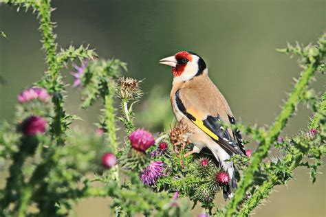 Vroege Vogels Foto Vogels Puttertje