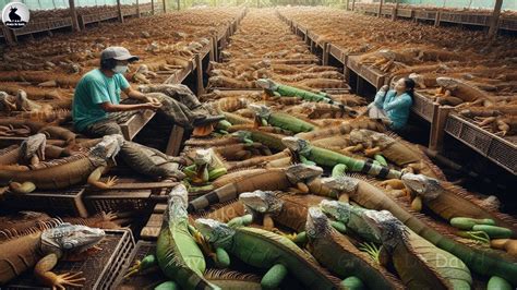 Granja De Iguanas Millones De Iguanas Se Cr An De Esta Manera Para