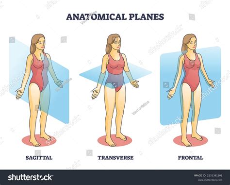 223 Lateral Medial Anterior Body Images, Stock Photos & Vectors | Shutterstock