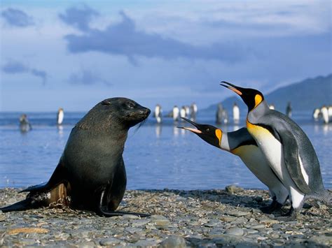 Antarctic Seals Keep Trying To Have Sex With Penguins Smart News