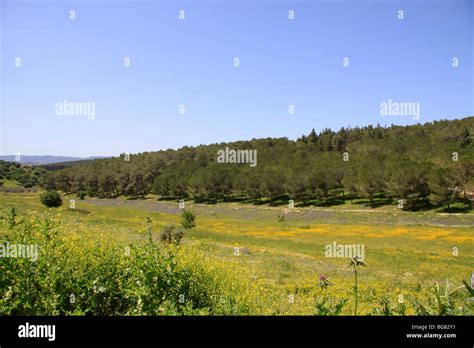 Israel Lower Galilee Scenery By Zippori Forests Scenic Road Stock