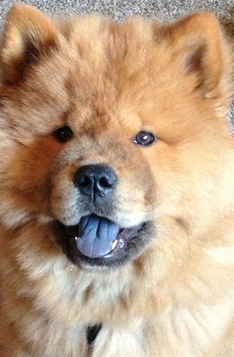 Chow Chow Blue Tongue Bark Barks I Love Pinterest Chow Chow And