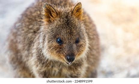 239 Quokka Eating Images, Stock Photos & Vectors | Shutterstock