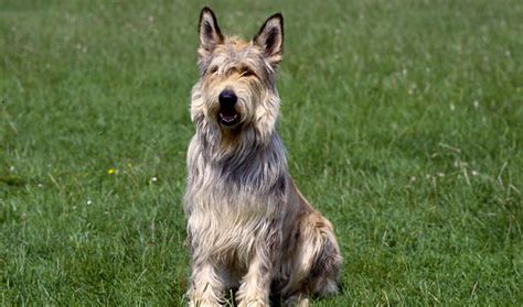 Berger Picard Dog Breed Information Vetstreet Vetstreet