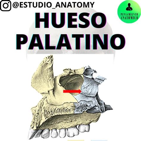 Hueso palatino | Anatomía | Hueso palatino | uDocz