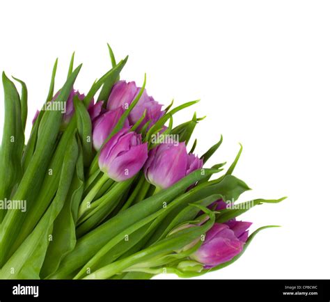 Bunch Of Purple Tulips Stock Photo Alamy