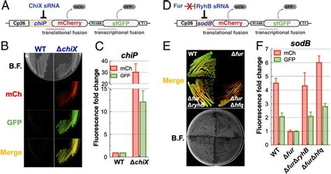 A Chromosomal Tandem Fluorescence Reporter System Allows Facile Download Scientific Diagram