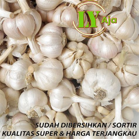 Bawang Putih Kating BERSIH 1 KG Bonggol TIDAK KOTOR Kualitas Super LY